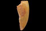 Serrated, Raptor Tooth - Real Dinosaur Tooth #179540-1